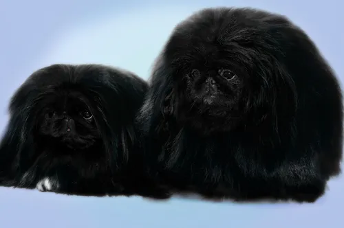 Пекинес Фото пара черных собак