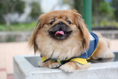 Пекинес Фото собака в спасательном жилете