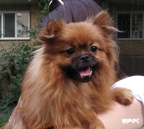 Пекинес Фото собака с собачьей головой