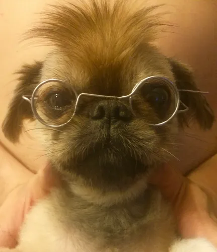 Пекинес Фото собака в очках