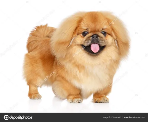 Пекинес Фото маленькая собачка с высунутым языком