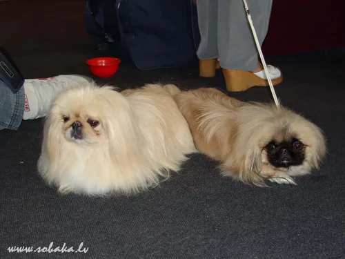 Пекинес Фото две собаки на ковре