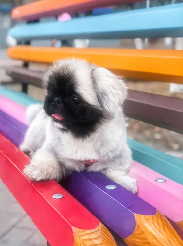 Пекинес Фото маленькая собака сидит на скамейке