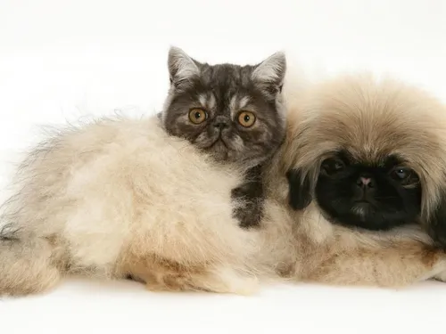 Пекинес Фото кошка и собака