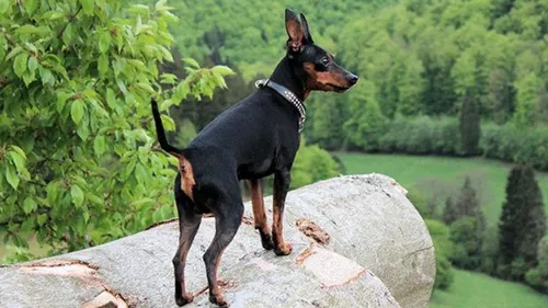 Пинчер Фото собака, стоящая на скале