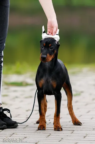 Пинчер Фото собака с рукой человека на голове