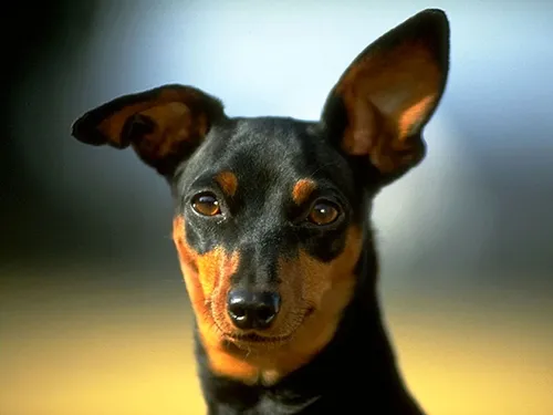 Пинчер Фото собака с карими глазами