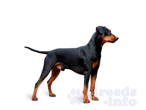 Пинчер Фото собака с длинным хвостом