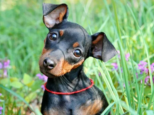 Пинчер Фото собака в травяном поле