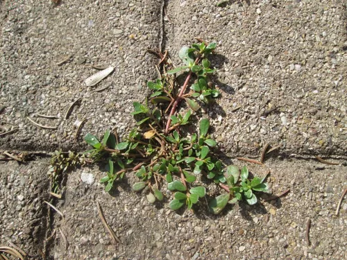 Портулак Фото небольшое растение, растущее в грязи