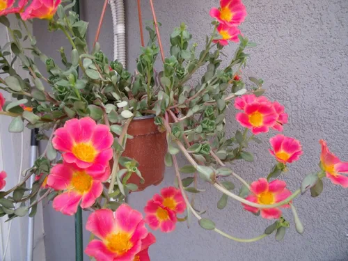 Портулак Фото растение в горшке с розовыми цветами