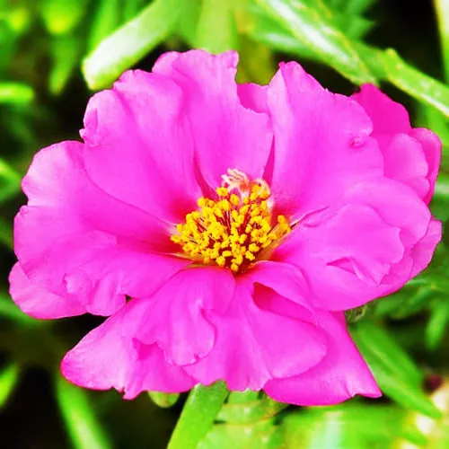 Портулак Фото розовый цветок с желтым центром