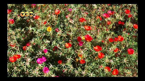Портулак Фото поле красных цветов