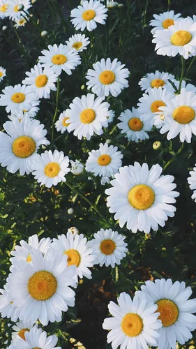 Ромашки Фото группа белых цветов