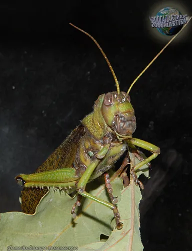 Саранча Фото зеленое насекомое на листе