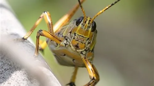Саранча Фото крупный план желтого и черного насекомого