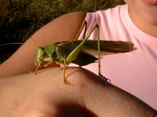Саранча Фото зеленое насекомое на пальце человека
