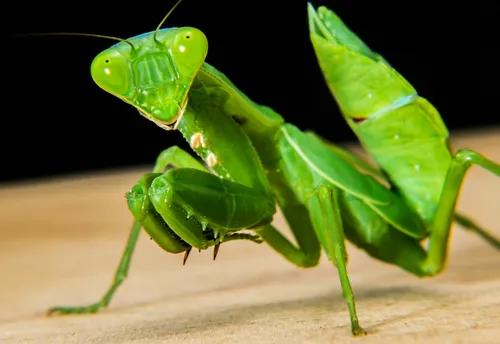 Саранча Фото зеленое насекомое с длинным хвостом