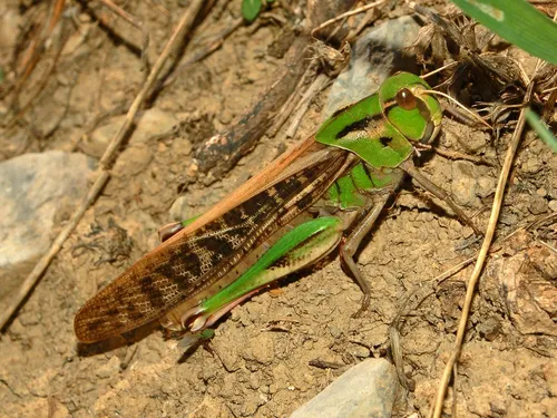 Саранча Фото зелено-коричневое насекомое на скале