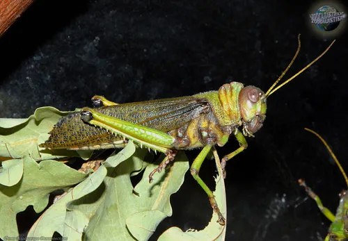 Саранча Фото зелено-коричневая ящерица на листе