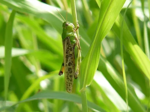 Саранча Фото гусеница на листе