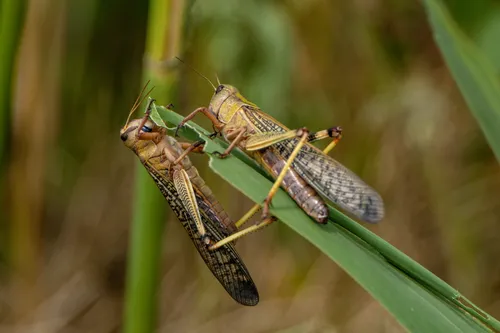 Саранча Фото пара насекомых на листе