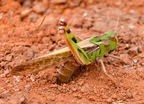 Саранча Фото зелено-желтое насекомое