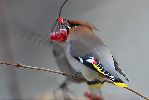 Свиристель Фото птица с красной ягодой на голове