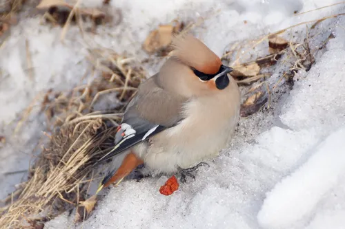 Свиристель Фото птица, сидящая на снегу