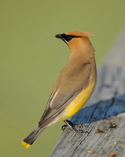 Свиристель Фото птица, стоящая на деревянной поверхности