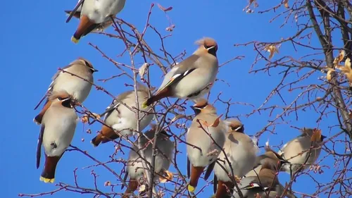 Свиристель Фото группа птиц на дереве