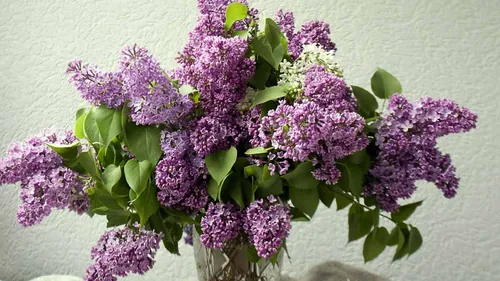 Сирень Фото фиолетовые цветы в вазе