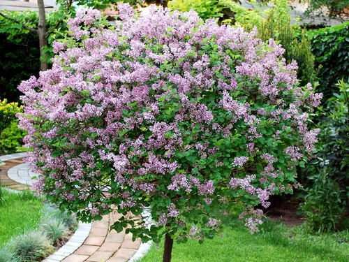 Сирень Фото дерево с фиолетовыми цветами