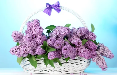 Сирень Фото букет фиолетовых цветов