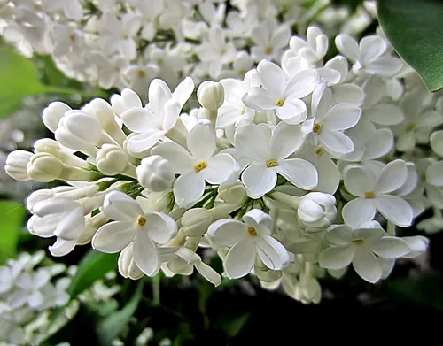 Сирень Фото группа белых цветов