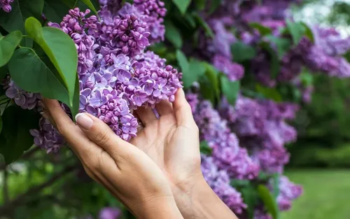 Сирень Фото рука с фиолетовым цветком