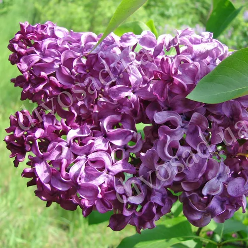 Сирень Фото крупный план фиолетового цветка