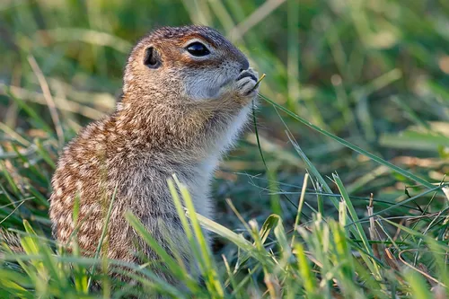 Суслик Фото маленькое животное в траве