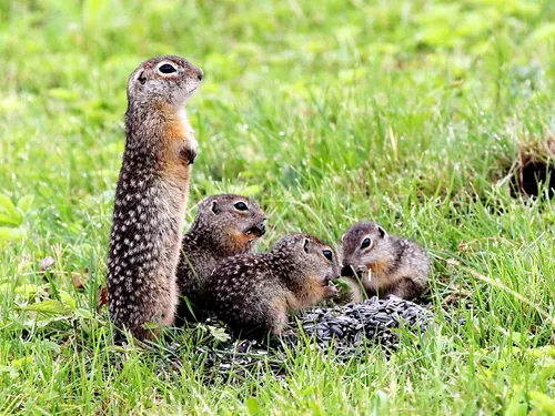 Суслик Фото группа мелких животных в траве