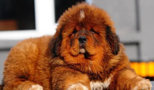 Тибетский Мастиф Фото собака, лежащая на диване