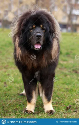 Тибетский Мастиф Фото собака, стоящая в траве