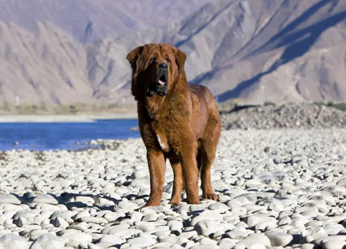 Тибетский Мастиф Фото собака, стоящая на скалистом пляже