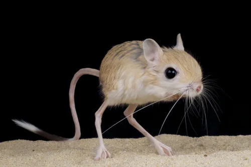 Тушканчик Фото белая мышь с длинными ногами