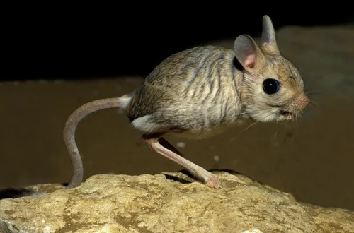 Тушканчик Фото маленькое животное на скале
