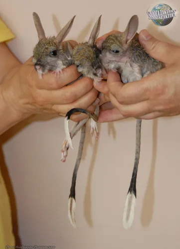 Тушканчик Фото человек, держащий пару птиц