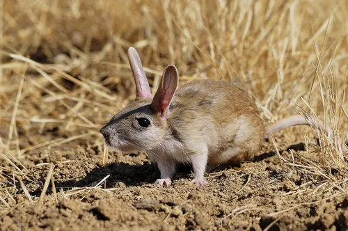 Тушканчик Фото кролик, стоящий на грязи