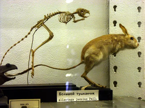 Тушканчик Фото скелет животного