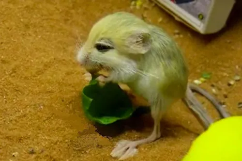 Тушканчик Фото мышь ест лист