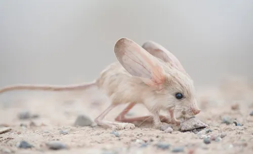 Тушканчик Фото маленькая белая мышь