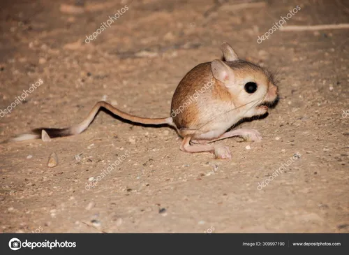 Тушканчик Фото маленькая коричневая мышь